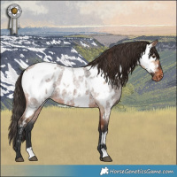 Horse Color:Bay Dun Appaloosa  and Bay Roan Appaloosa 
