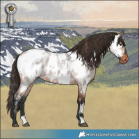 Horse Color:Bay Dun Near Fewspot  and Bay Roan Near Leopard 