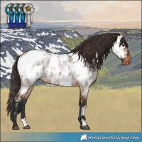 Horse Color:Bay Dun Near Fewspot  and Bay Roan Near Leopard 