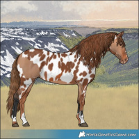 Horse Color:Bay Dun  and Chestnut Appaloosa 