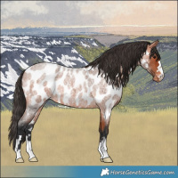 Horse Color:Bay Roan Near Leopard 