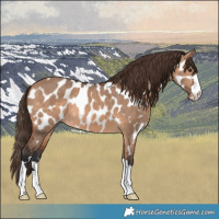 Horse Color:Bay Dun Near Leopard 