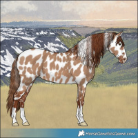 Horse Color:Red Dun Leopard 