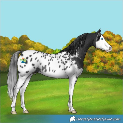 Horse Color:Black Splash Appaloosa Rabicano 