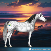 Horse Color:Blue Roan Splash Leopard 