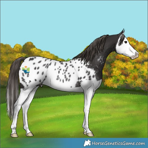 Horse Color:Smoky Black Splash Appaloosa Rabicano 