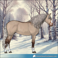 Horse Color:Silver Brown Dun 
