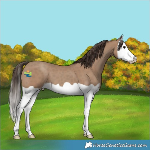 Horse Color:Classic Champagne Splash 