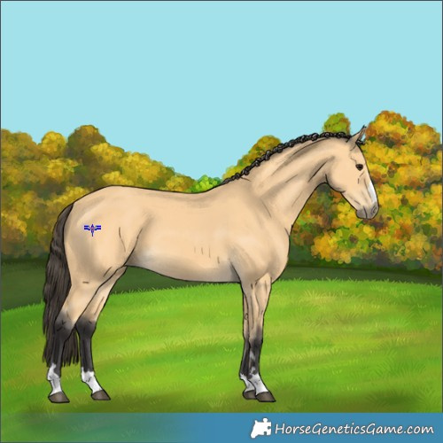 Horse Color:Buckskin 