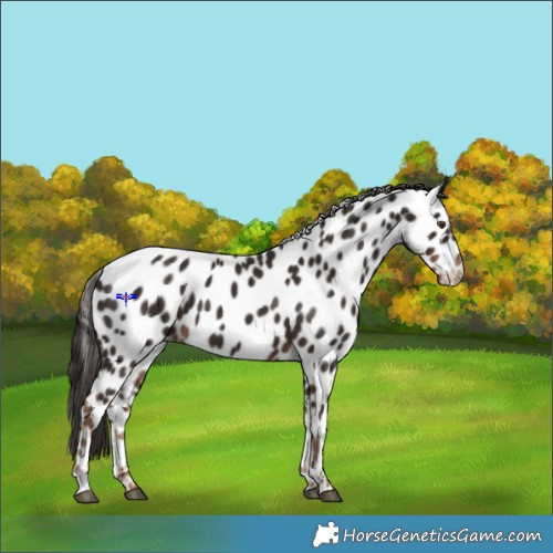 Horse Color:Liver Chestnut Appaloosa