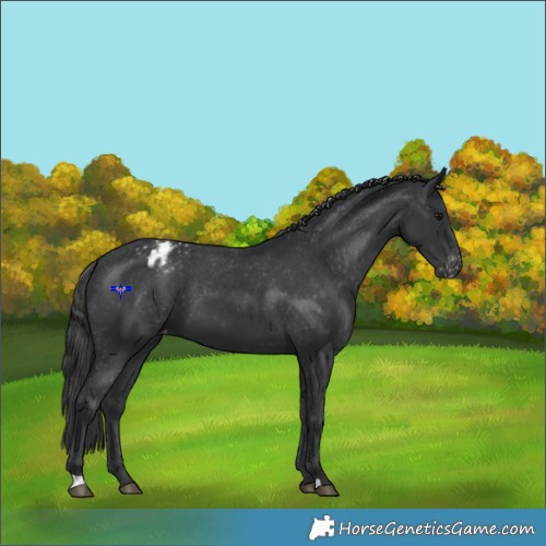 Horse Color:Black Appaloosa