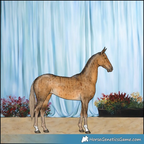 Horse Color:Chocolate Palomino Dun Brindle 