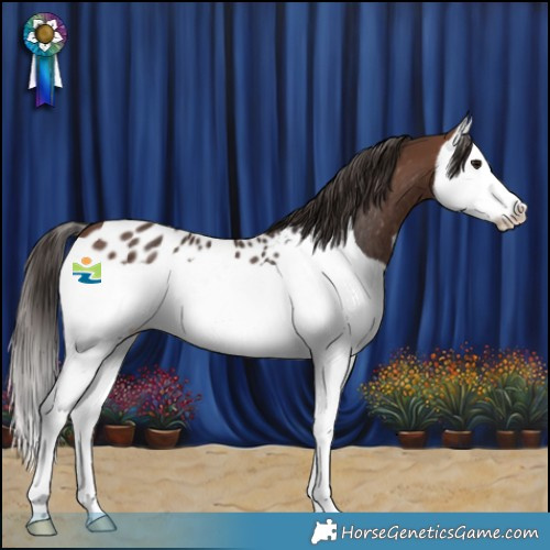 Horse Color:Brown Splash Near Leopard Rabicano 