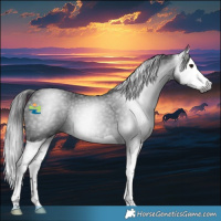 Horse Color:Gray Black Splash Rabicano