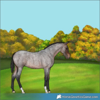 Horse Color:Brown Roan 