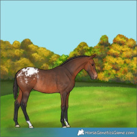 Horse Color:Bay Appaloosa Rabicano 