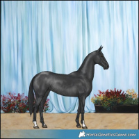 Horse Color:Black Rabicano 