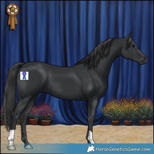 Horse Color:Black 