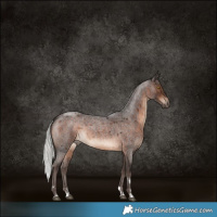 Horse Color:Silver Brown Roan Rabicano 