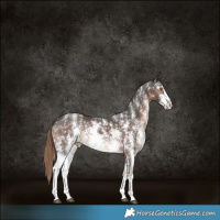 Horse Color:Liver Chestnut Sabino