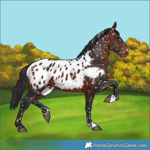 Horse Color:Brown Blanket 