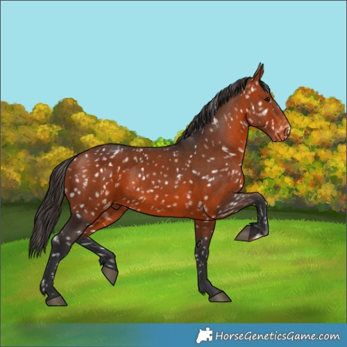 Horse Color:Bay Snowcap 