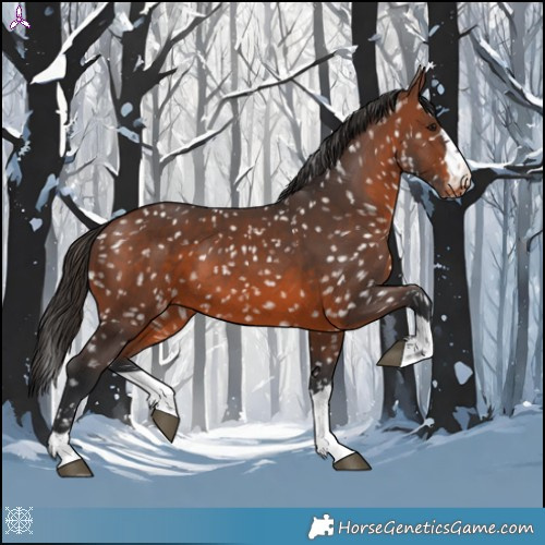 Horse Color:Brown Appaloosa
