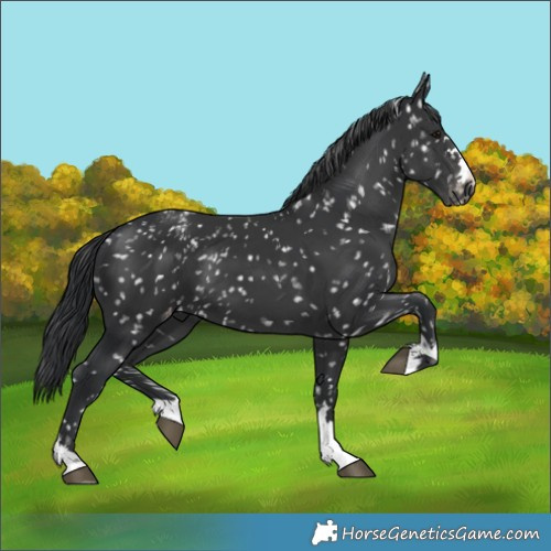 Horse Color:Black Blanket 