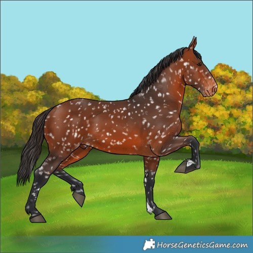 Horse Color:Bay Snowflake Varnish