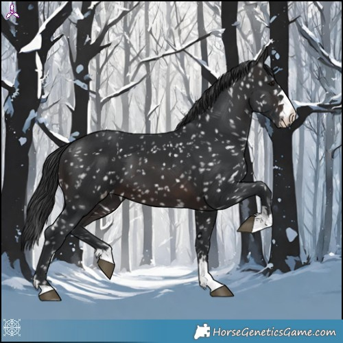 Horse Color:Brown Appaloosa 