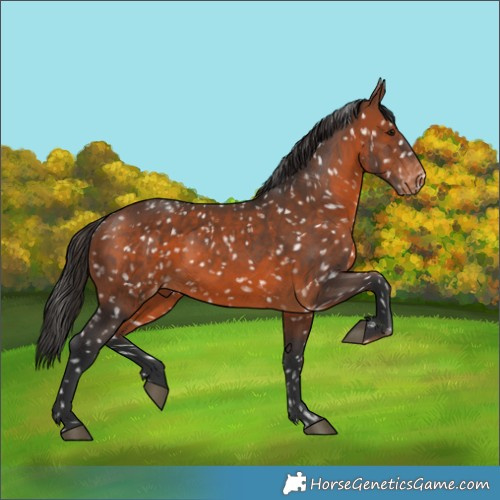 Horse Color:Brown Snowflake Varnish 