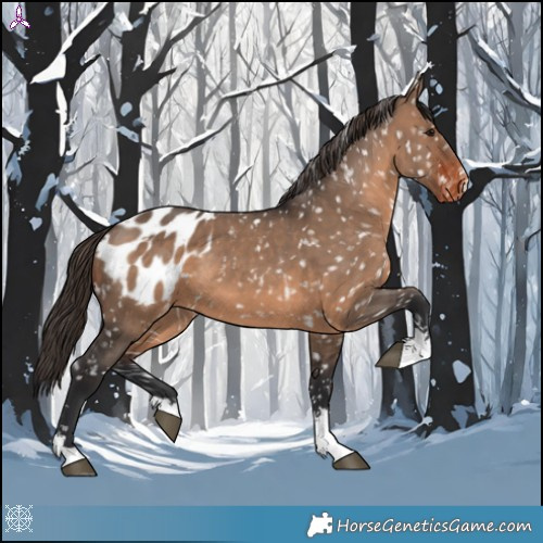 Horse Color:Brown Dun Appaloosa 