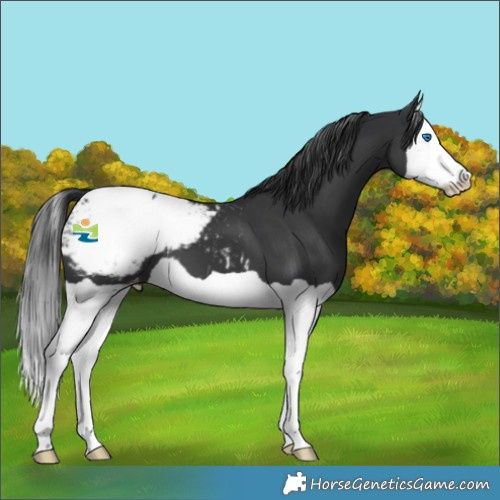 Horse Color:Black Splash Snowcap 