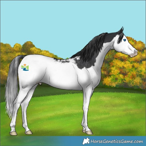 Horse Color:Black Splash Appaloosa Rabicano 