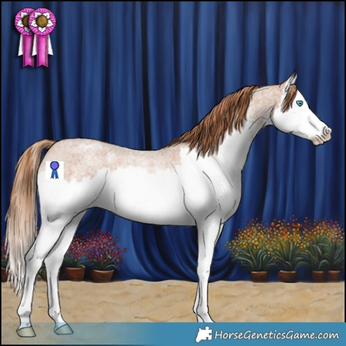 Horse Color:Red Roan Sabino Splash Appaloosa Rabicano 