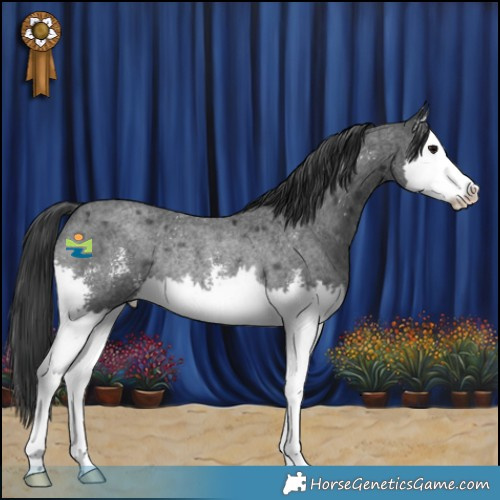 Horse Color:Blue Roan Sabino Splash Rabicano 