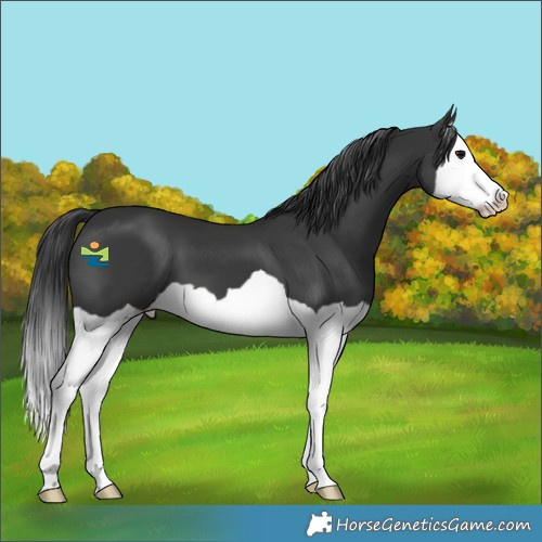 Horse Color:Black Splash 