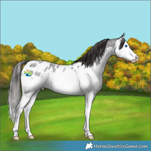 Horse Color:Smoky Blue Roan Splash Appaloosa Rabicano 