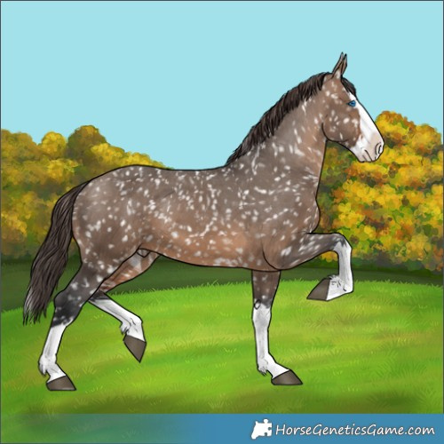 Horse Color:Brown Dun Splash Snowflake Varnish