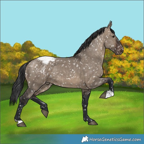 Horse Color:Brown Dun Snowflake Varnish