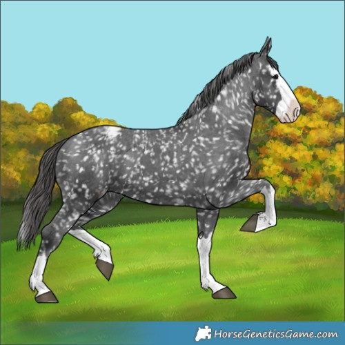 Horse Color:Black Splash Appaloosa 