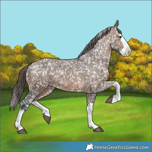Horse Color:Brown Dun Splash Appaloosa 