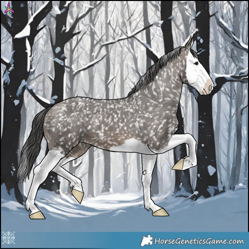 Horse Color:Brown Dun Splash Appaloosa