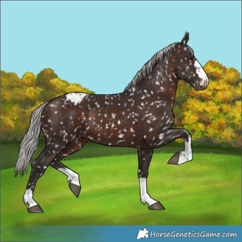 Horse Color:Silver Brown Appaloosa 