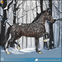 Horse Color:Brown Appaloosa 