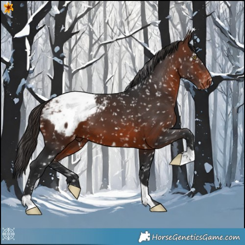 Horse Color:Brown Appaloosa 