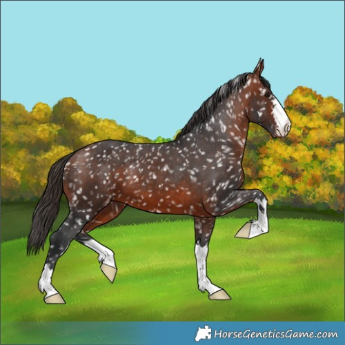 Horse Color:Bay Appaloosa 