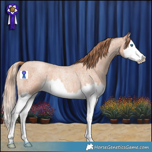 Horse Color:Gold Champagne Roan Splash 