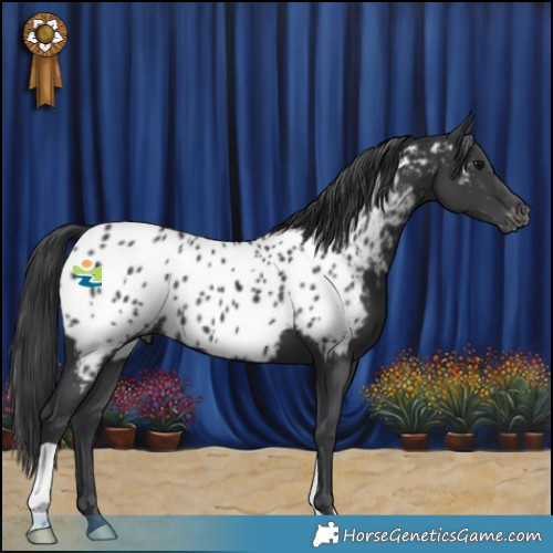 Horse Color:Black Appaloosa 