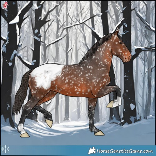 Horse Color:Brown Appaloosa 